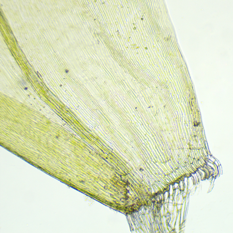 Scorpidium revolvens